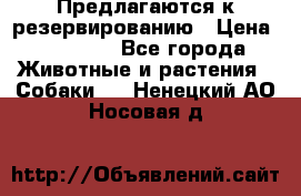 Предлагаются к резервированию › Цена ­ 16 000 - Все города Животные и растения » Собаки   . Ненецкий АО,Носовая д.